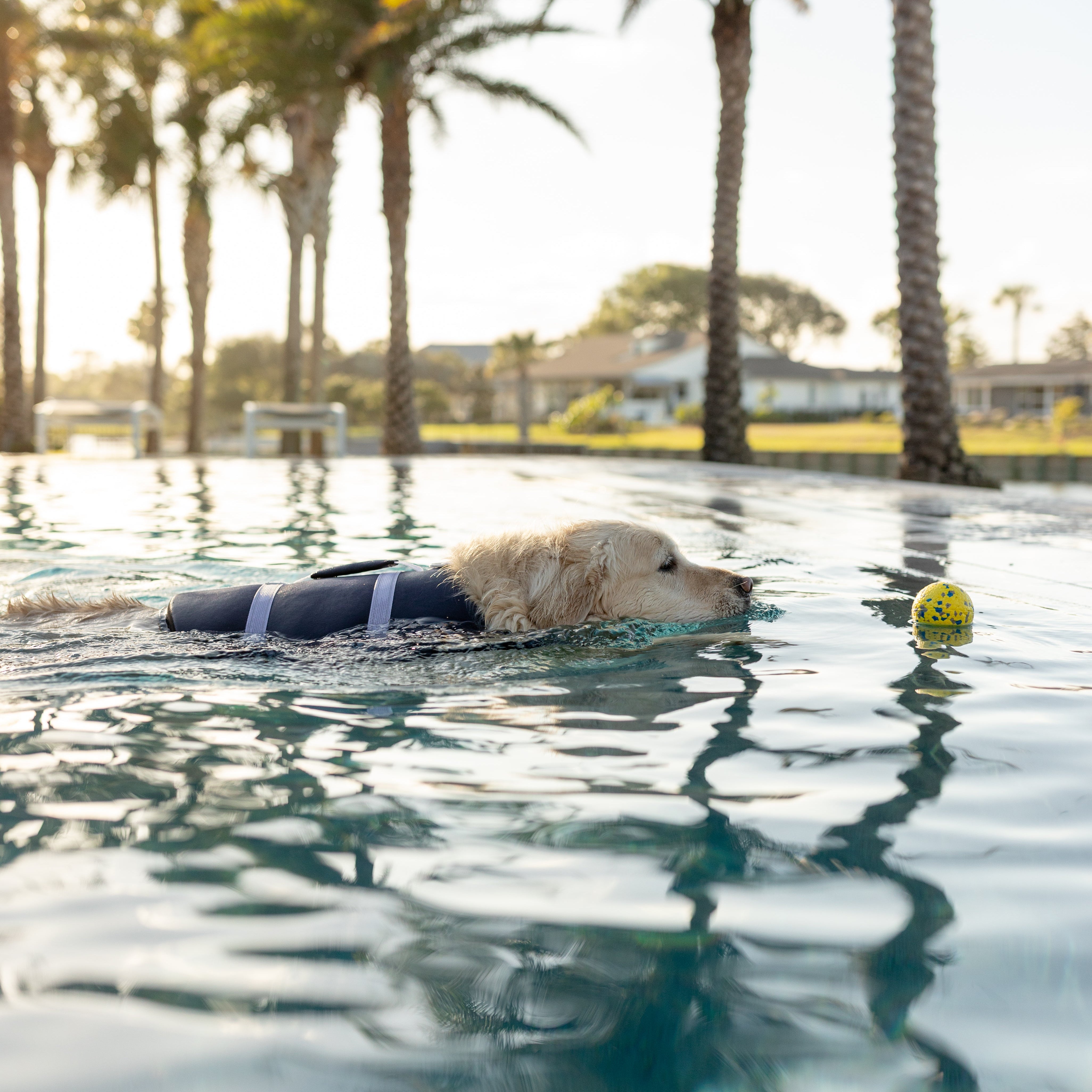 Dog swimming in a pool with palm trees in the background