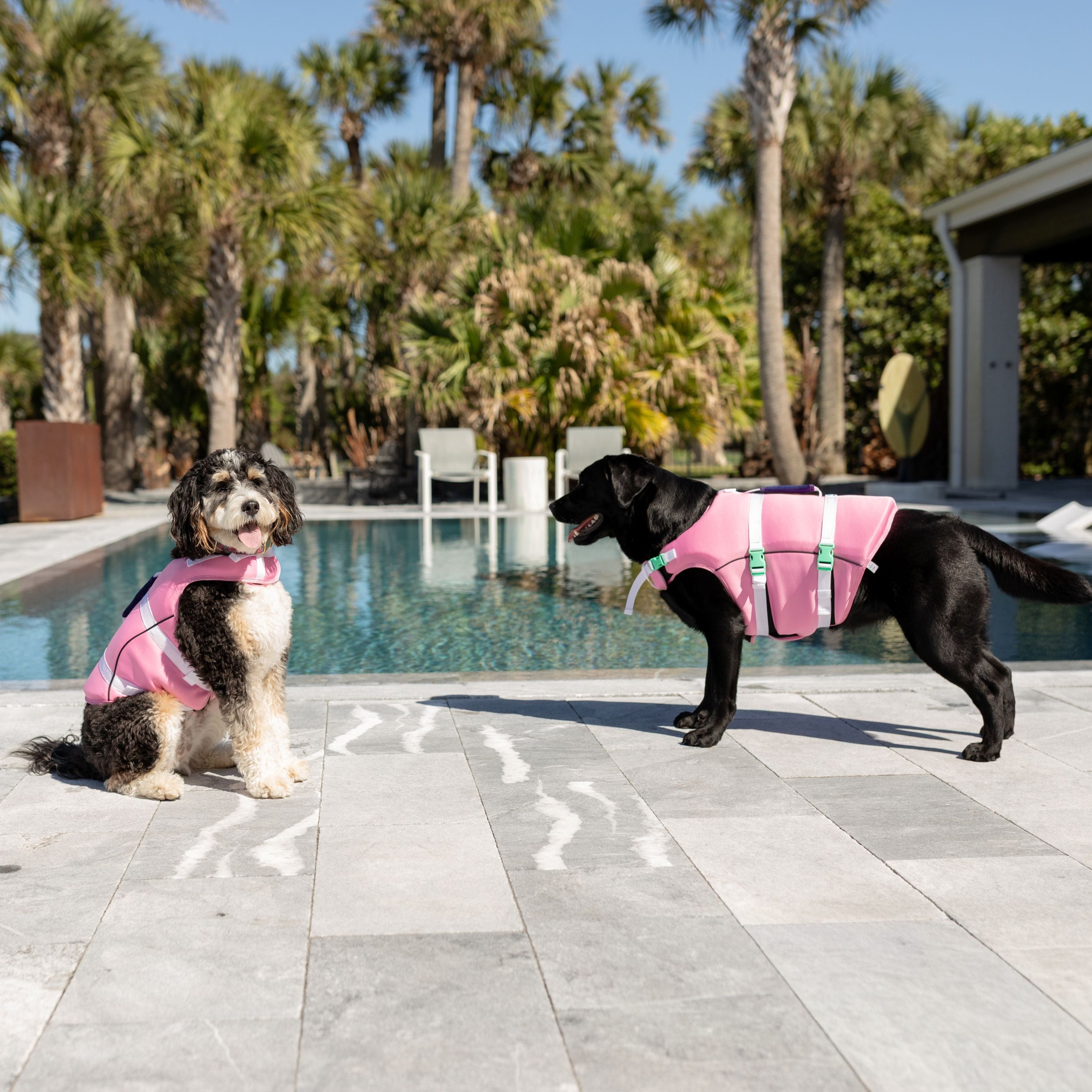 Two dogs wearing pink life jackets standing by a pool with palm trees in the background.