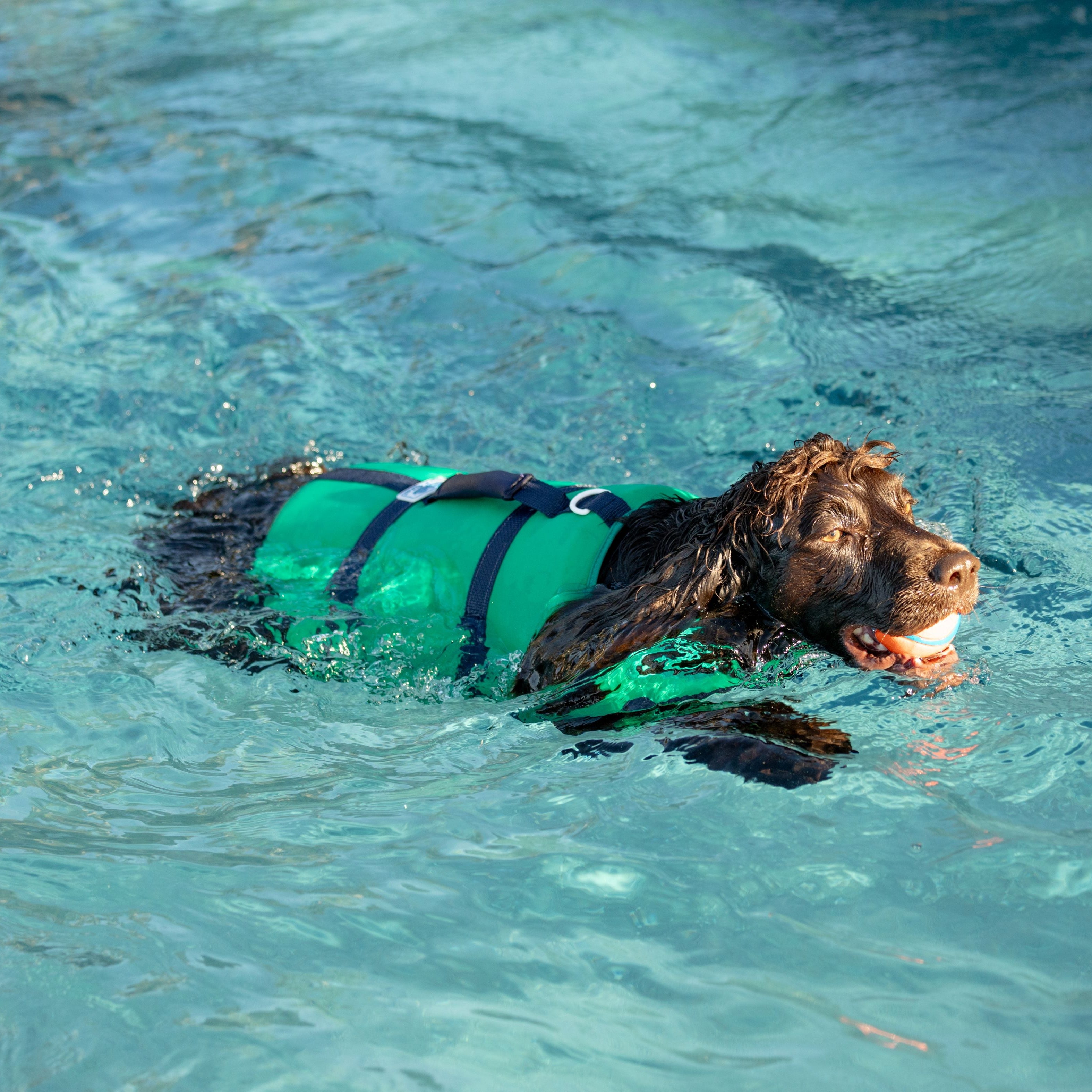Dog swimming in clear water wearing a green life jacket.